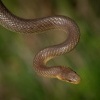 Uzovka stromova - Zamenis longissimus - Aesculapean Snake o2624